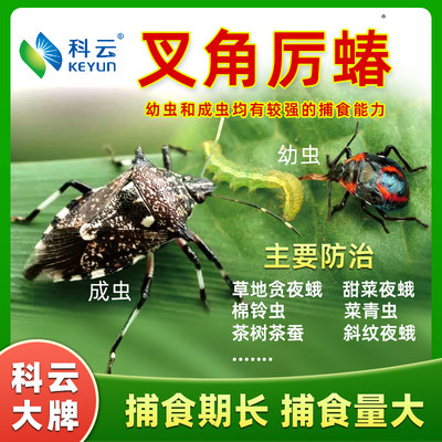 科云天敌昆虫生防草地贪夜蛾等虫