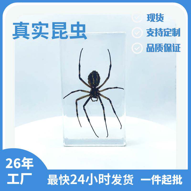 真实昆虫标本滴胶亚克力标本树脂源头厂商直供小动物标本摆件