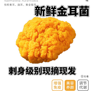 新鲜金耳菌云南特产刺身级煲汤黄金耳黄木耳银耳菌金耳黄耳