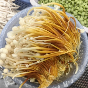 新鲜现摘正宗四川特产黄色金针菇白顶黄根天然无公害火锅凉拌烧烤