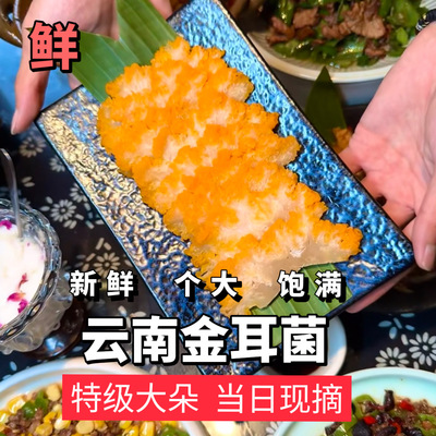 新鲜金耳菌云南特产非干货500g煲汤黄金耳黄木耳银耳菌金耳黄耳