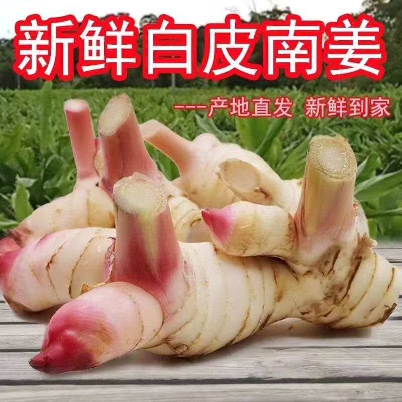 新鲜泰国白皮南姜 泰国菜专用姜 泰国良姜 芦苇姜 山姜 高良姜