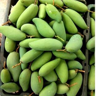 生吃酸芒果象牙芒脆四季芒新鲜现摘青芒果酸水果捞辣椒盐孕妇水果