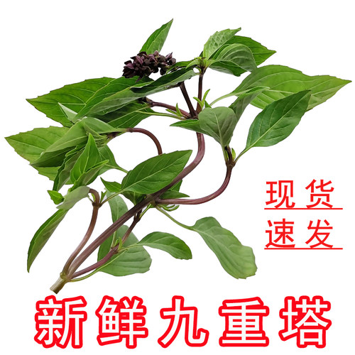 九层塔食用新鲜台湾品种金不换冬阴功食材香料菜紫杆三杯鸡香料 - 封面