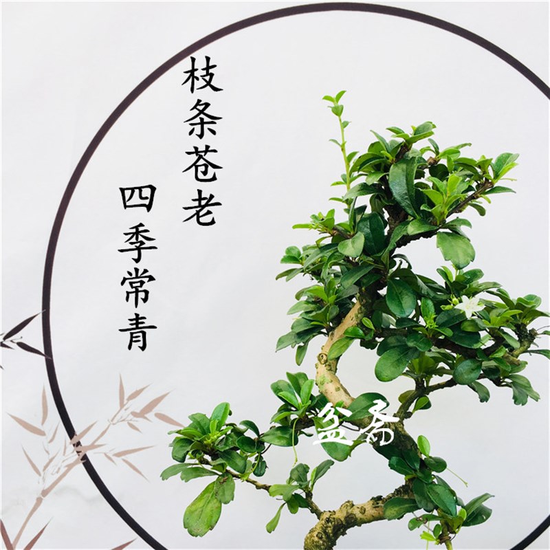 速发盆景植物造型花福建茶小雀叶梅白蜡榆树老桩树桩四季常青开