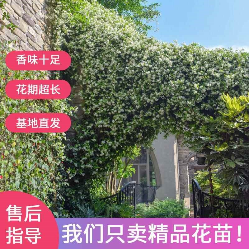 速发风车茉莉爬藤植物垂丝台四季开络石藤室内花苗花卉盆栽常青绿
