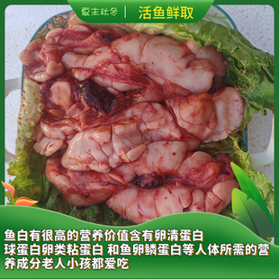 新鲜鲤鱼鱼杂鱼腩白鱼鱼籽鱼泡鱼油活取鱼鳔内脏三宝火锅食材