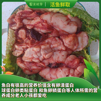新鲜鲤鱼鱼杂鱼腩白鱼鱼籽鱼泡鱼油活取鱼鳔内脏三宝火锅食材
