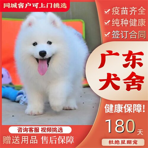 【广州佛山犬舍】纯种萨摩耶幼犬熊版微笑天使萨摩耶雪橇犬活体狗