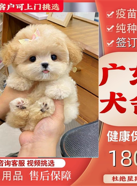 【广州佛山犬舍】纯种马尔泰幼犬茶杯犬小体黄白色香槟色活体狗狗