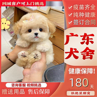 【广州佛山犬舍】纯种马尔泰幼犬茶杯犬小体黄白色香槟色活体狗狗