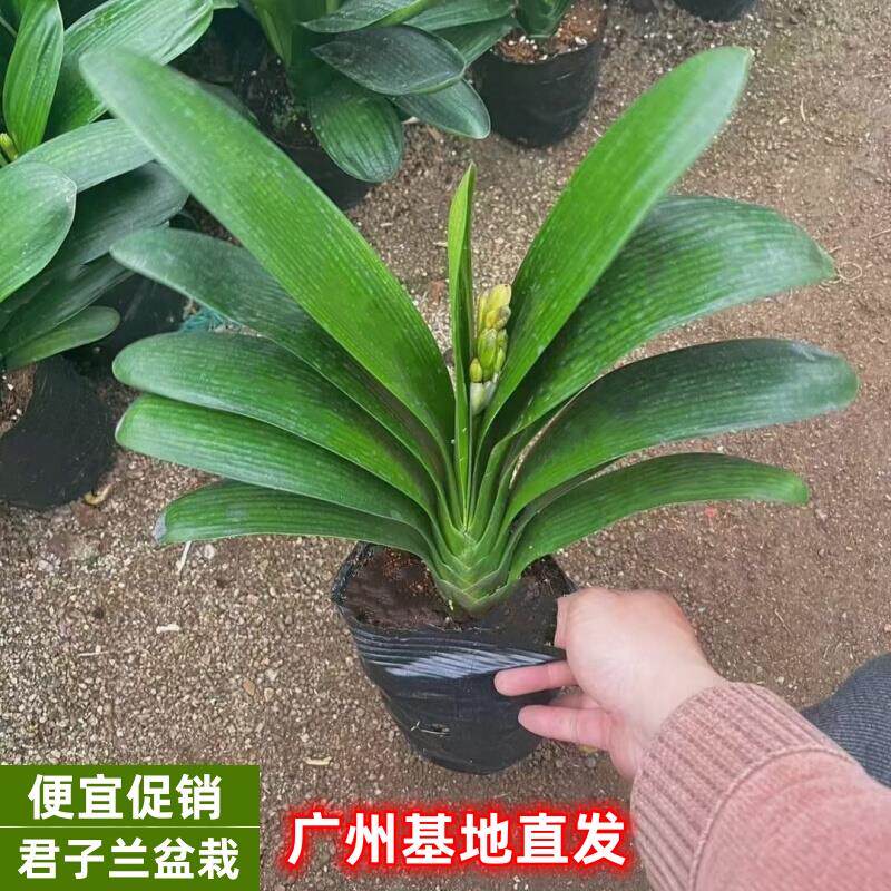 花卉开花君子兰兰花高档大苗圆头花苞盆栽和尚带室内绿植宽叶盆栽