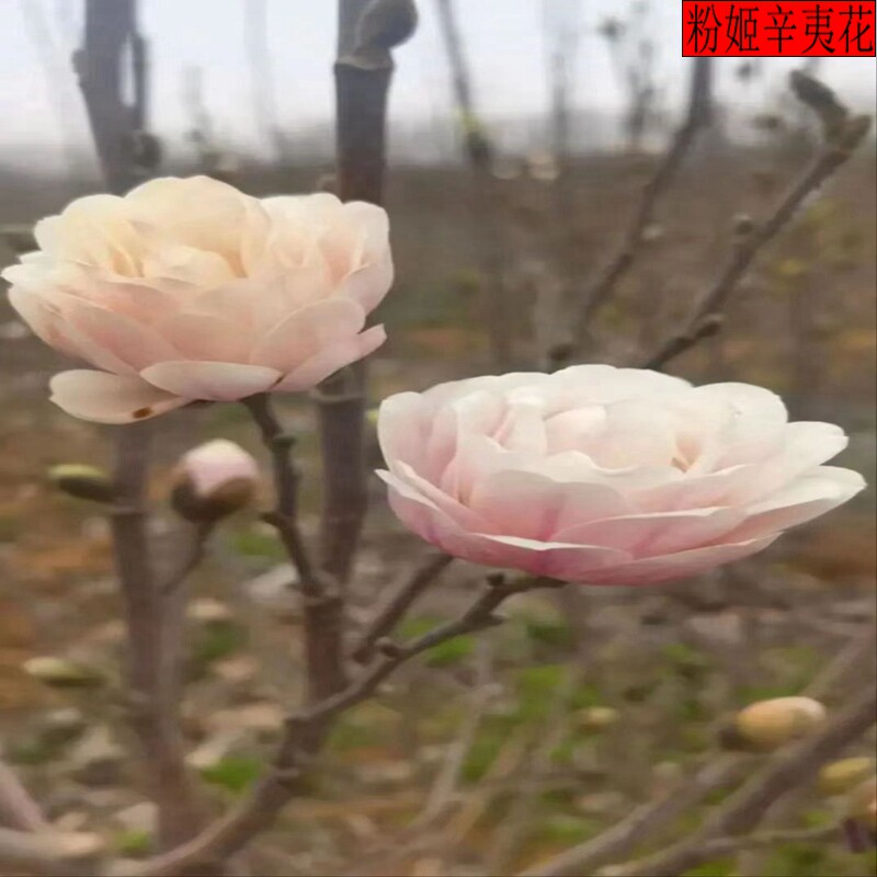 辛夷花树苗 玉兰花辛夷花树苗南北方高档绿化庭院种植耐寒品种