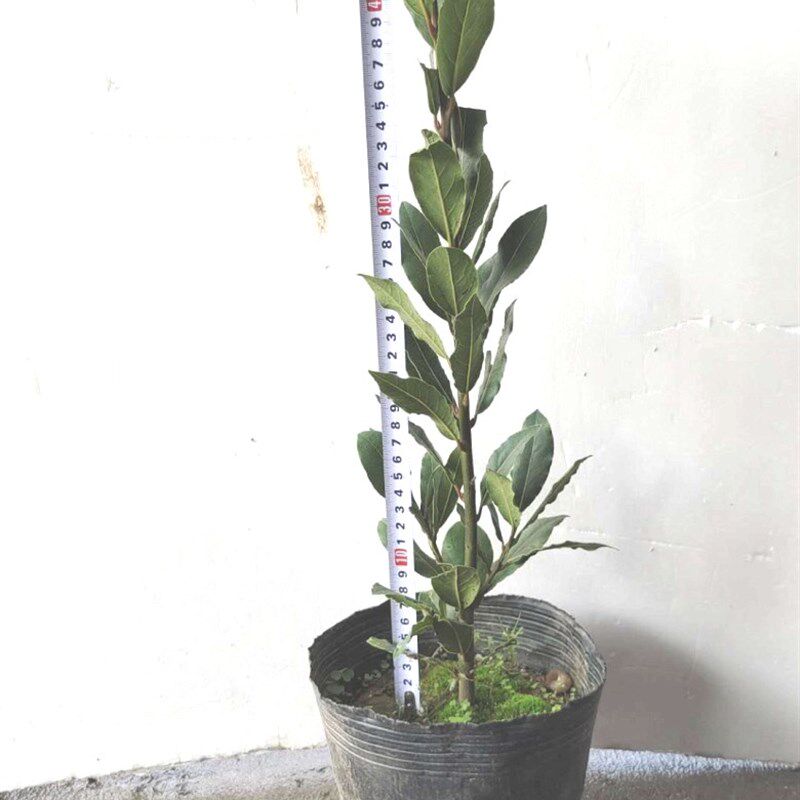 香叶树苗地中海月桂树食用调料树香叶苗庭院绿化植物四季常绿耐寒图片