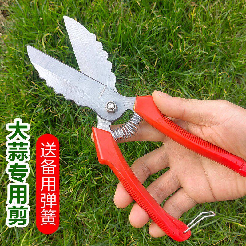 速发包邮大蒜专用剪刀剪蒜胡须蒜根蒜杆神器农用大葱生姜洋葱采摘