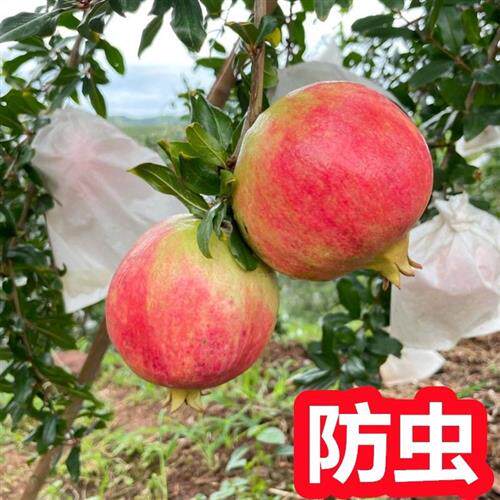 速发石榴套袋专用袋 套袋榴袋子 石榴专榴套袋 石用防虫袋 果纸石