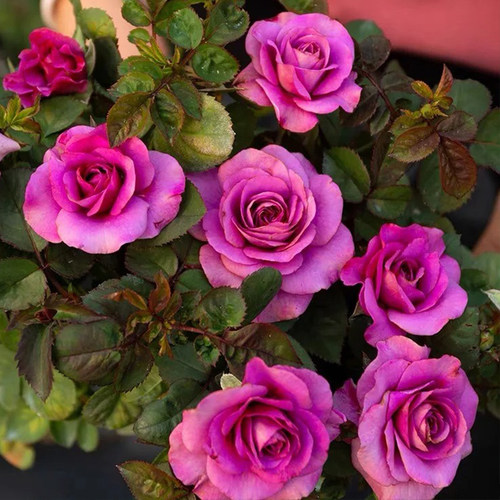 速发台王星月季花大苗冥微月暗紫色浓香四季开瑰卉玫花花盆栽绿植
