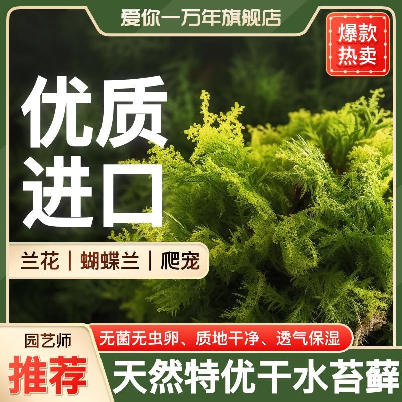 速发干苔蝴蝶水水苔藓兰花土兰台草青苔智利毛毛虫石斛食虫植物