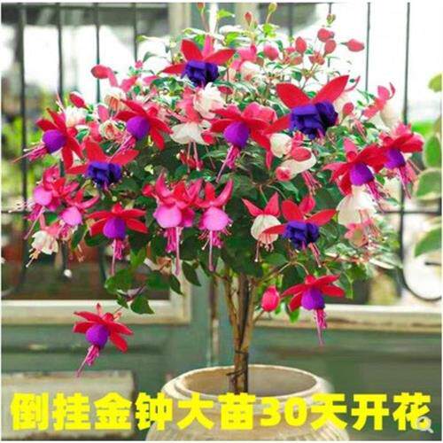 速发重瓣倒挂金钟花苗灯笼花季栽室内绿植台四盆开花带花苞不断花