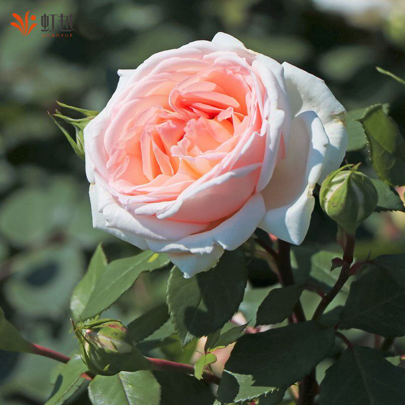 速发童瑰魔话灌木玫法花大苗盆栽虹越花园庭院耐热丰花抗病易养小