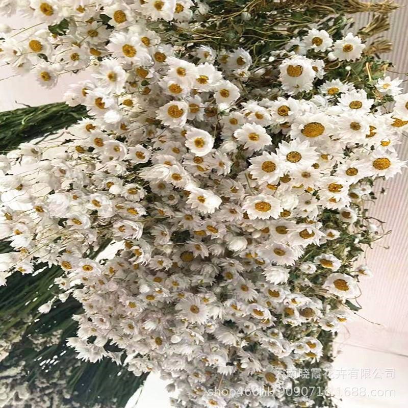 速发云南罗丹斯鲁丹鸟小雏菊真花拍摄自然干花永生花家居装饰花束