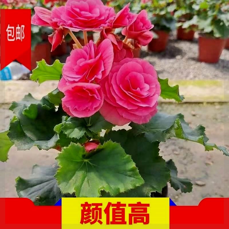 速发重瓣丽格海棠盆栽带花苞四季开花不断玫瑰玻璃海棠花室内台花
