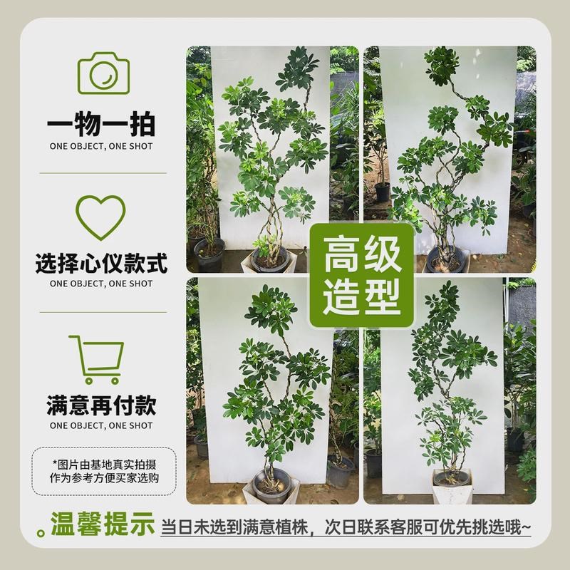 速发造型鸭脚木客厅大盆栽鸭掌木鹅掌柴室内落地式大型四季常青绿