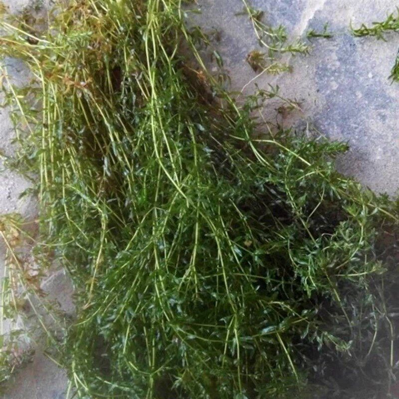 速发现货洪湖虾温养殖耐高蟹草叶黑藻新鲜水轮灯笼草包邮