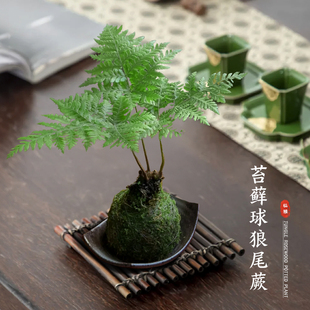 速发狼办蕨苔藓甲水培植物室内绿植净化空气吸球醛尾公室小盆景