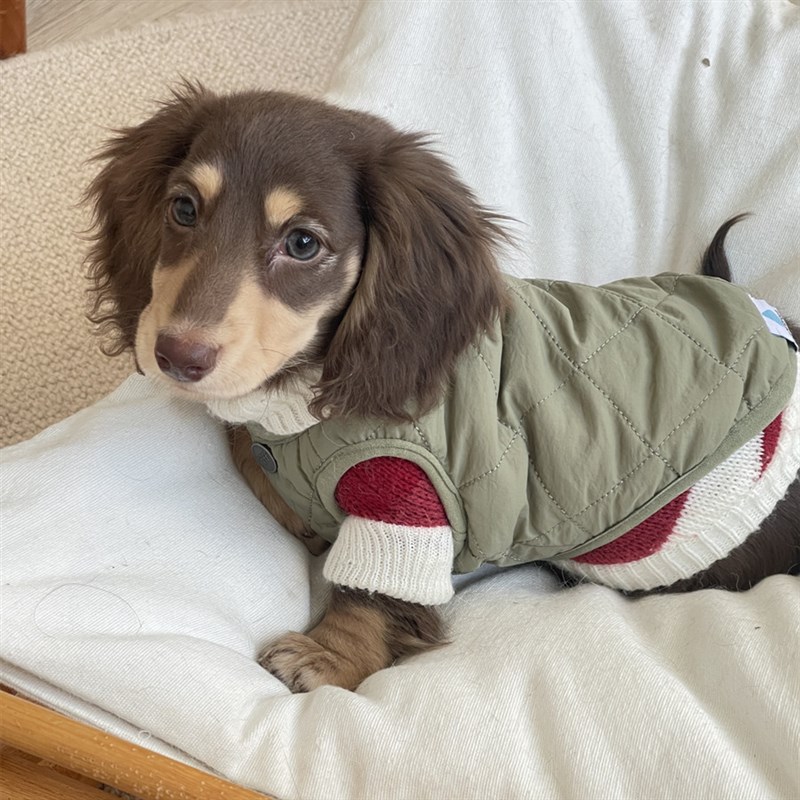 速发腊肠犬衣服小马甲背心泰迪肠仔秋冬装冬天穿猫咪保暖棉衣
