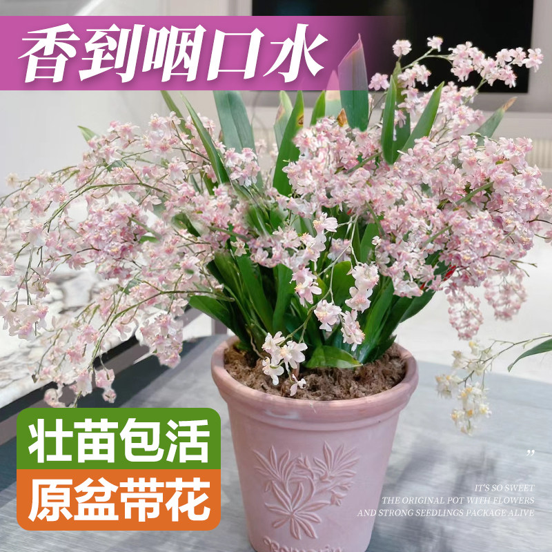 速发文心兰盆栽带花苞花季梦香兰室内花卉植物客厅台四养好苗活兰