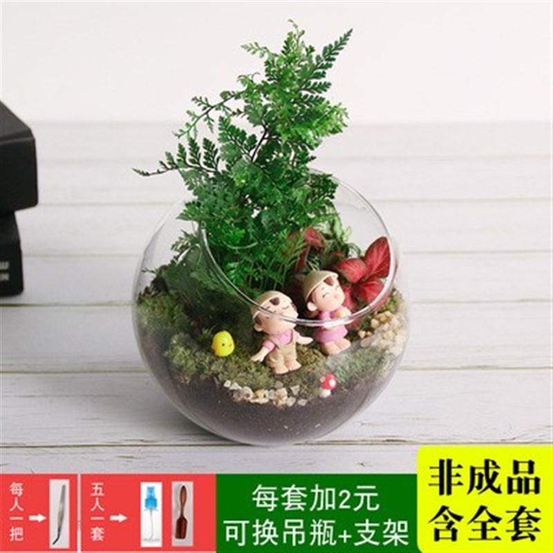 速发1苔藓微景观装料包多肉迷你植物生态瓶手苔制作套材工藓礼品