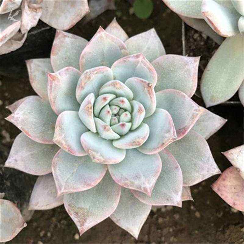 速发粉蓝鸟多肉植物盆栽组合群生多头厚叶蓝鸟蓝石
