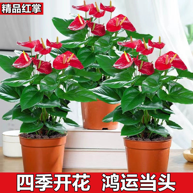 速发好掌物栽白掌粉掌水培植盆一帆风顺鸿运当头四季开花室内红养