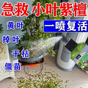 速发小盆紫檀专用肥赤盆黄杨叶景肥料楠栽土【急救叶子发黄掉叶营