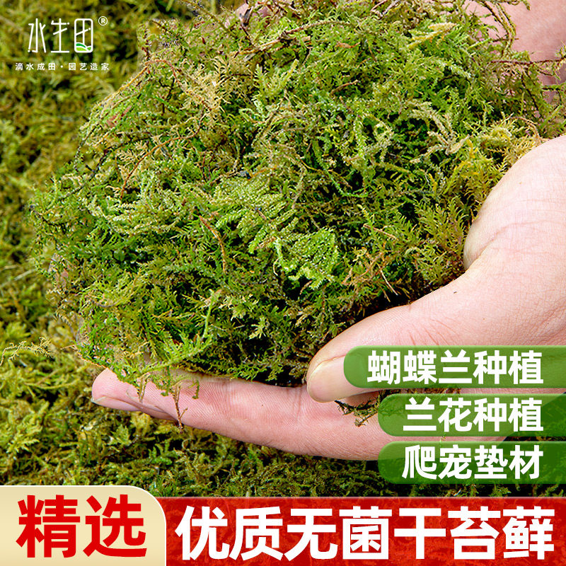 速发干水苔用蝶兰专用干苔藓土花专蝴兰爬宠乌龟垫材水台石斛种植