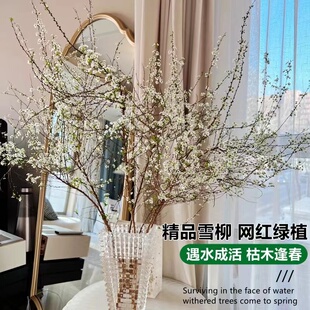 速发水培好物鲜枝雪柳龙植鲜切花水养绿植室内泡水长根柳养吊钟植