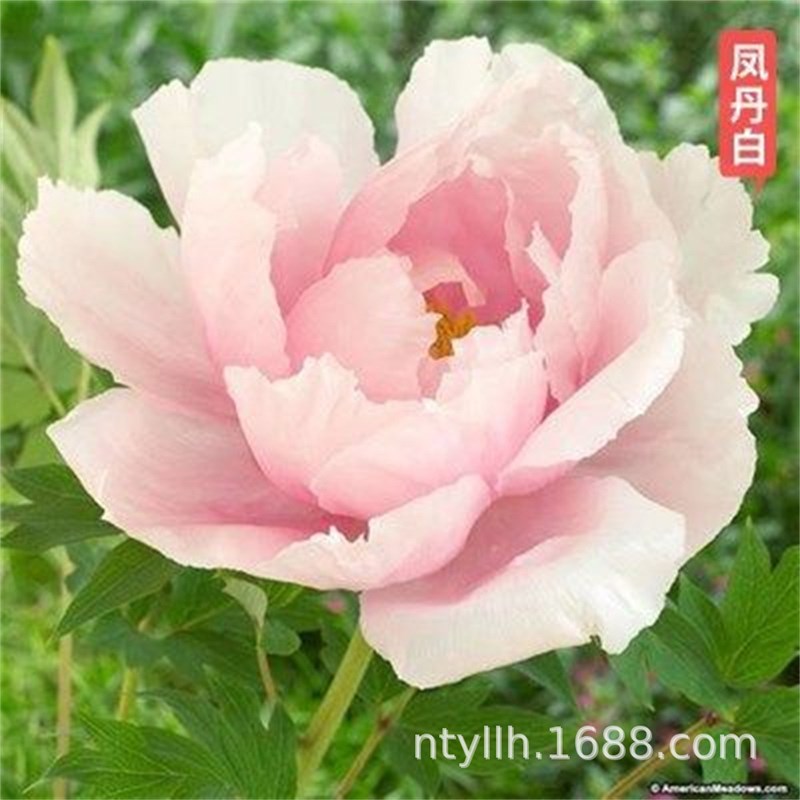 速发凤丹白芍药花苗带芽老桩室内年庭院四季易活多盆生重瓣植物外
