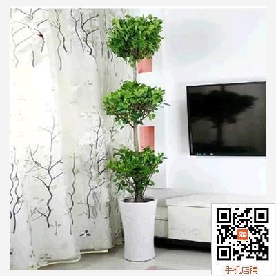 速发新房盆送三层榕树盆栽客厅绿型 树 榕树植物开业栽礼大植