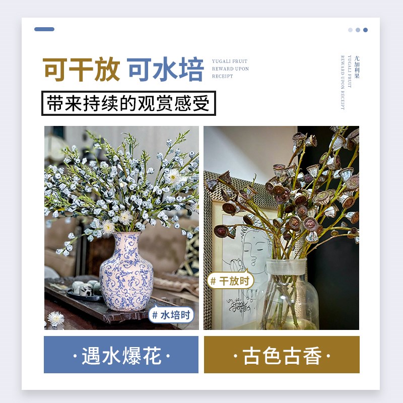 速发花加利果感花高级干真尤卉绿植盆栽尤加利叶永生鲜切花束云南