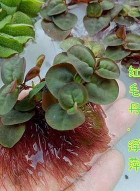 速发水生小浮萍肚兜萍象萍萍水芙蓉水葫芦槐叶耳红毛丹萍水葫芦浮
