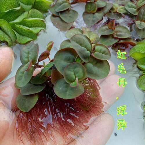 速发水生小浮萍肚兜萍象萍萍水芙蓉水葫芦槐叶耳红毛丹萍水葫芦浮
