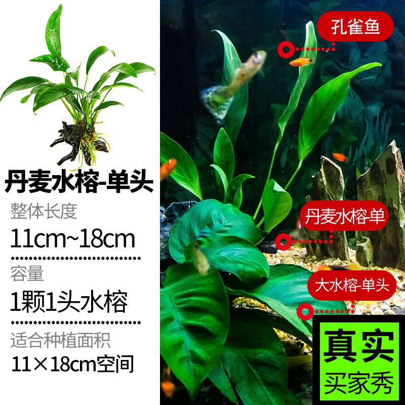 速发鱼缸水草植物真草增氧蜈蚣草培水景人水榕沉木造懒入门级莫斯