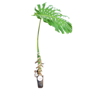 速发仙洞巨洞龟背竹老栽龙鳞大型盆z桩净化空气植物客厅室风内绿