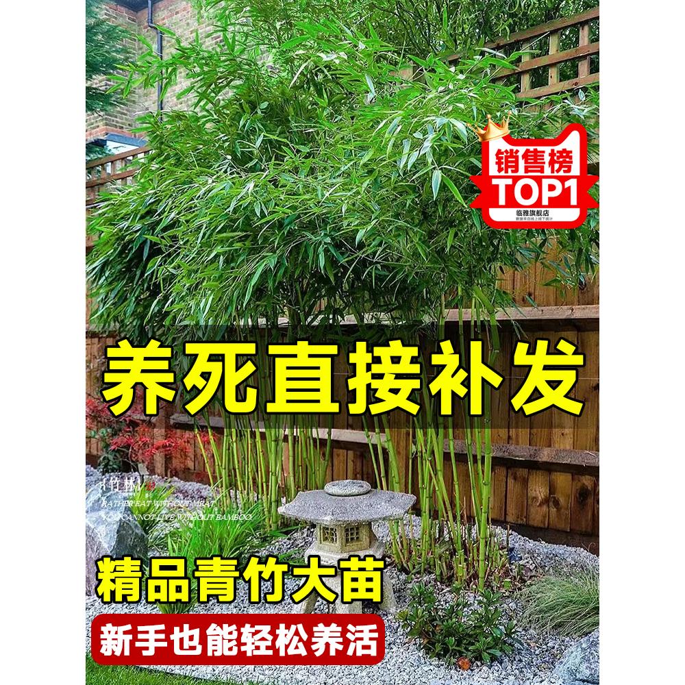 四季竹子苗庭院盆栽植物实心老紫竹树围栏造景黄金罗汉竹室外绿植