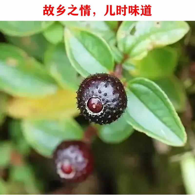 地稔苗儿时童年记忆小野果地菍苗地念草地被植物微型盆栽根地菍果