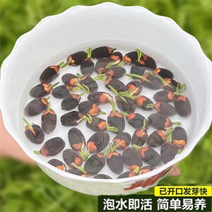 速发古法养鱼水草植物鱼缸造景睡莲一叶莲水培活净化水质真草生态