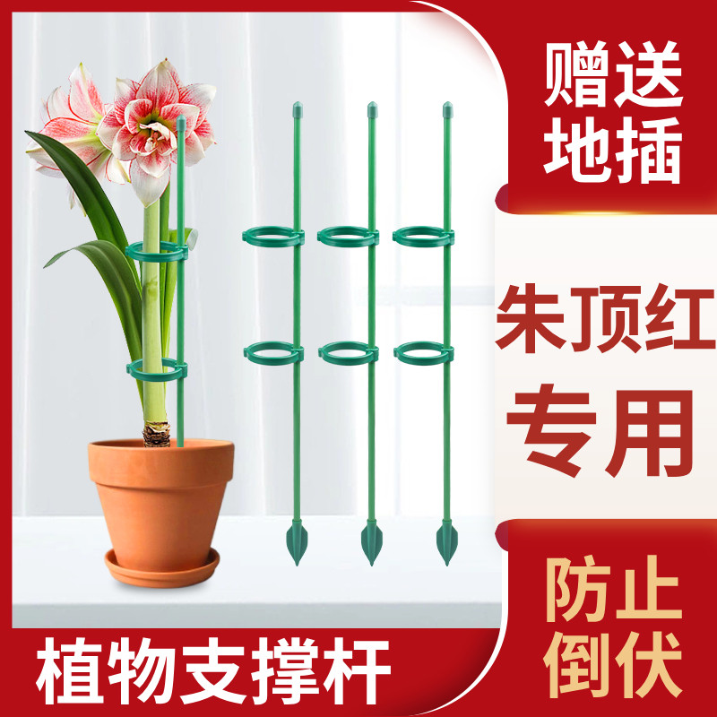 速发植物防倒伏鸟架支撑杆园艺固定架朱顶支花架龟背竹红爬藤植物