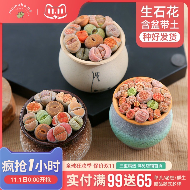 速发生石花新手套餐多肉含物花组合花土盆栽植盆带卉屁股花多肉