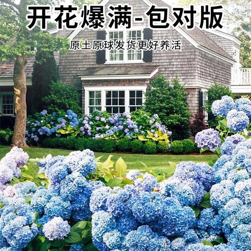 速发无尽夏绣球花苗带花苞盆栽大苗四季多年生花卉栽庭院台花好养